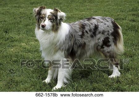 Australian Shepherd View Large Photo Image Stock Image - Australian Shepherd. Fotosearch