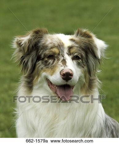 Australian Shepherd View Large Photo Image Stock Image - Australian Shepherd. Fotosearch