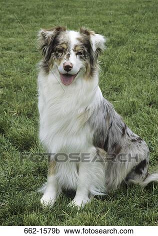 Australian Shepherd View Large Photo Image Stock Image - Australian Shepherd. Fotosearch
