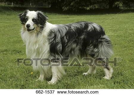 Stock Photo - Australian Shepherd. Fotosearch