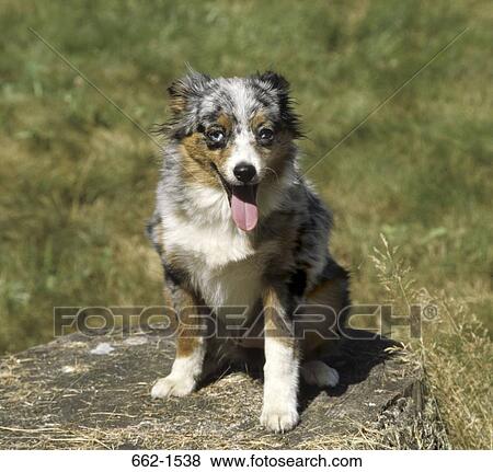 Australian Shepherd View Large Photo Image Stock Photo - Australian Shepherd. Fotosearch