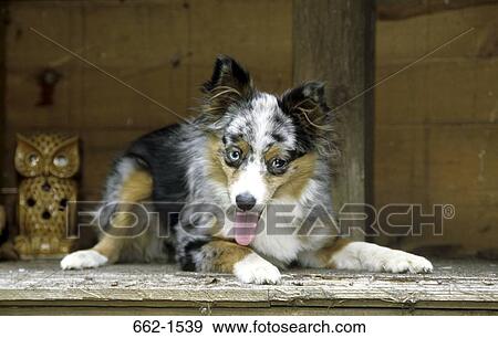 Australian Shepherd View Large Photo Image Stock Photo - Australian Shepherd. Fotosearch