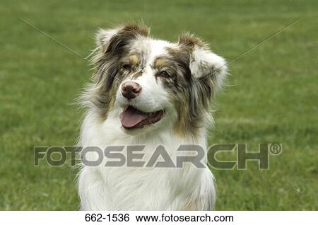 Australian Shepherd View Large Photo Image Stock Photograph - Australian Shepherd. Fotosearch