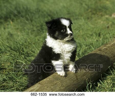 Australian Shepherd View Large Photo Image Stock Photography - Australian Shepherd. Fotosearch