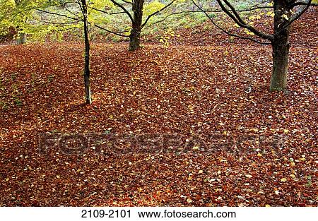 Autumnal leaves fallen around trees, Portland, Multnomah County, Oregon, USA View Large Photo Image Stock Image - Autumnal leaves fallen around trees, Portland, Multnomah County, Oregon, USA. Fotosearch