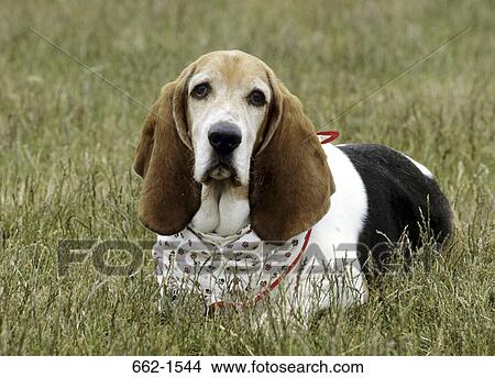 Basset Hound View Large Photo Image Picture - Basset Hound. Fotosearch