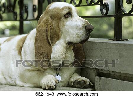 Basset Hound View Large Photo Image Stock Image - Basset Hound. Fotosearch
