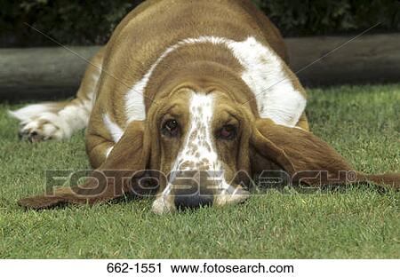 Basset Hound View Large Photo Image Stock Image - Basset Hound. Fotosearch