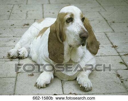 Basset Hound View Large Photo Image Stock Image - Basset Hound. Fotosearch