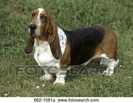 Basset Hound View Large Photo Image Stock Image - Basset Hound. Fotosearch