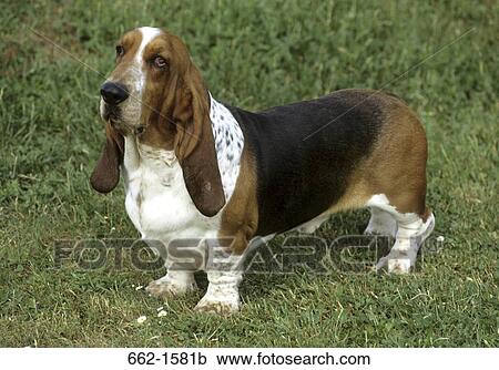 Basset Hound View Large Photo Image Stock Image - Basset Hound. Fotosearch