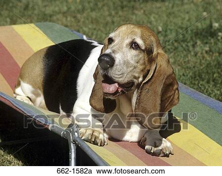 Stock Image - Basset Hound. Fotosearch