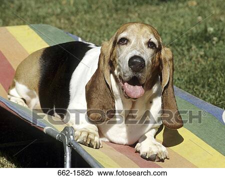 Basset Hound View Large Photo Image Stock Image - Basset Hound. Fotosearch