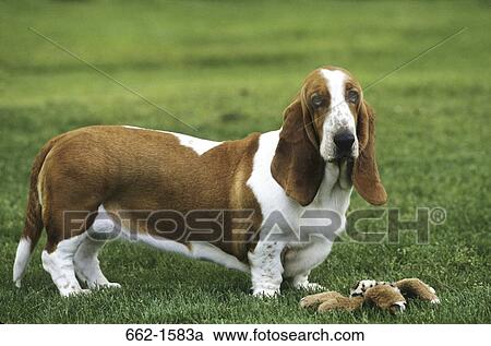 Basset Hound View Large Photo Image Stock Image - Basset Hound. Fotosearch