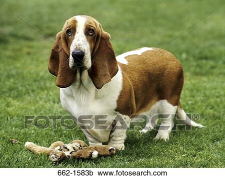 Basset Hound View Large Photo Image Stock Image - Basset Hound. Fotosearch