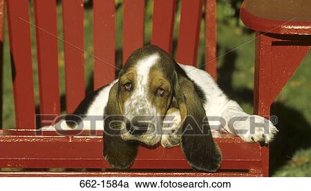 Basset Hound View Large Photo Image Stock Image - Basset Hound. Fotosearch