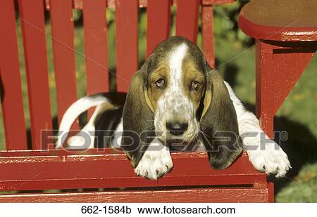 Basset Hound View Large Photo Image Stock Image - Basset Hound. Fotosearch
