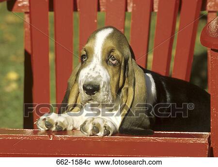 Basset Hound View Large Photo Image Stock Image - Basset Hound. Fotosearch
