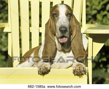 Basset Hound View Large Photo Image Stock Image - Basset Hound. Fotosearch