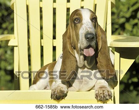 Basset Hound View Large Photo Image Stock Image - Basset Hound. Fotosearch