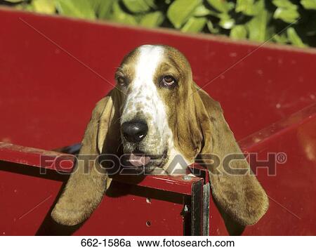 Basset Hound View Large Photo Image Stock Image - Basset Hound. Fotosearch