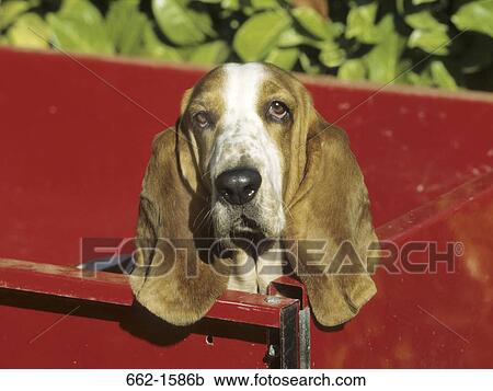 Stock Image - Basset Hound. Fotosearch
