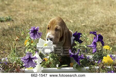 Basset Hound View Large Photo Image Stock Photo - Basset Hound. Fotosearch