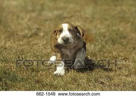 Basset Hound View Large Photo Image Stock Photo - Basset Hound. Fotosearch