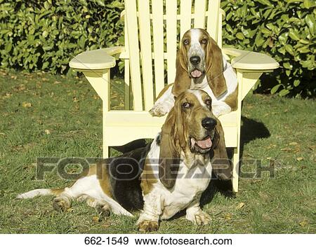 Basset Hound View Large Photo Image Stock Photo - Basset Hound. Fotosearch