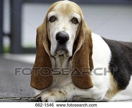 Basset Hound View Large Photo Image Stock Photograph - Basset Hound. Fotosearch