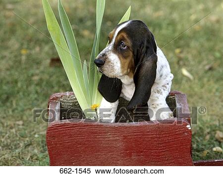 Basset Hound View Large Photo Image Stock Photography - Basset Hound. Fotosearch
