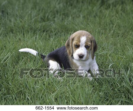 Beagle View Large Photo Image Picture - Beagle. Fotosearch