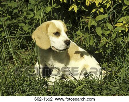 Beagle View Large Photo Image Stock Image - Beagle. Fotosearch