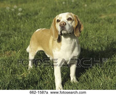 Beagle View Large Photo Image Stock Image - Beagle. Fotosearch