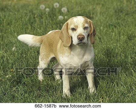 Beagle View Large Photo Image Stock Image - Beagle. Fotosearch