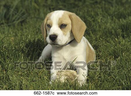 Stock Image - Beagle. Fotosearch