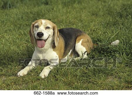 Beagle View Large Photo Image Stock Image - Beagle. Fotosearch