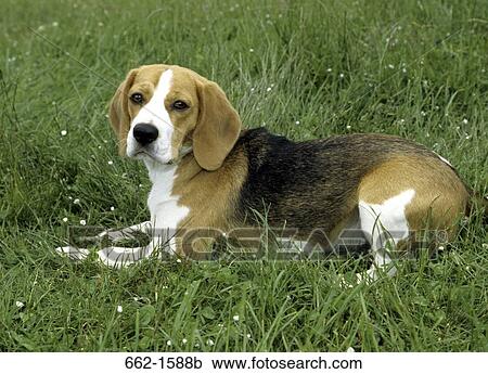 Beagle View Large Photo Image Stock Image - Beagle. Fotosearch