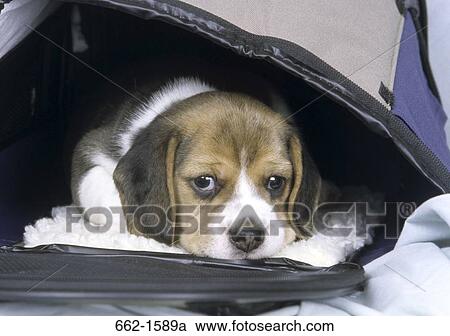 Stock Image - Beagle. Fotosearch