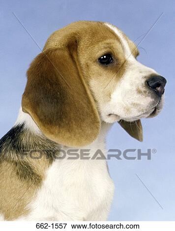 Beagle View Large Photo Image Stock Photo - Beagle. Fotosearch