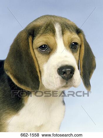 Beagle View Large Photo Image Stock Photo - Beagle. Fotosearch