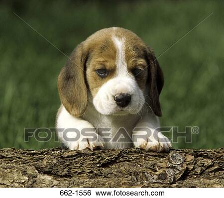 Beagle View Large Photo Image Stock Photograph - Beagle. Fotosearch