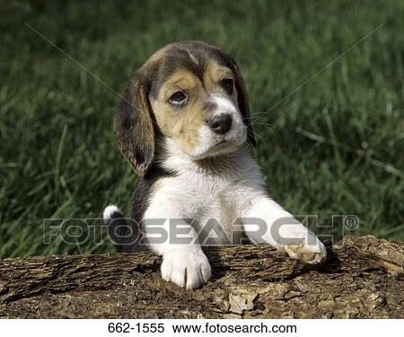 Stock Photography - Beagle. Fotosearch
