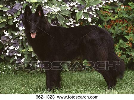 Belgian Sheepdog standing in a garden View Large Photo Image Stock Image - Belgian Sheepdog standing in a garden. Fotosearch