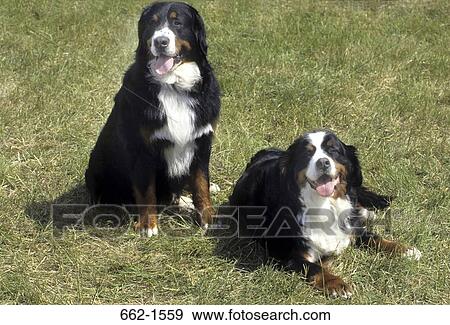 Bernese Mountain Dog View Large Photo Image Stock Photo - Bernese Mountain Dog. Fotosearch