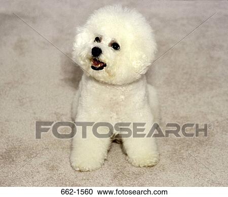Bichon Frise View Large Photo Image Stock Image - Bichon Frise. Fotosearch