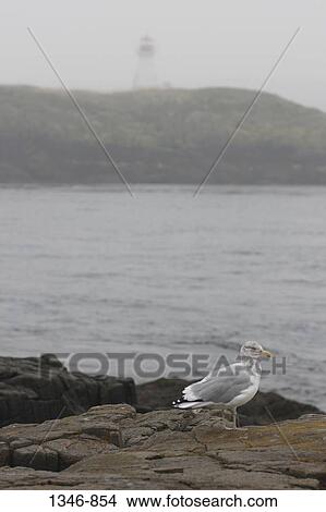 Bird on a coast with lighthouse in the background, Western Lighthouse, Brier Island, Nova Scotia, Canada View Large Photo Image Picture - Bird on a coast with lighthouse in the background, Western Lighthouse, Brier Island, Nova Scotia, Canada. Fotosearch