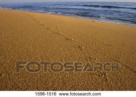 Bird tracks on sand, Flagler Beach, Flagler County, Florida, USA View Large Photo Image Stock Photograph - Bird tracks on sand, Flagler Beach, Flagler County, Florida, USA. Fotosearch