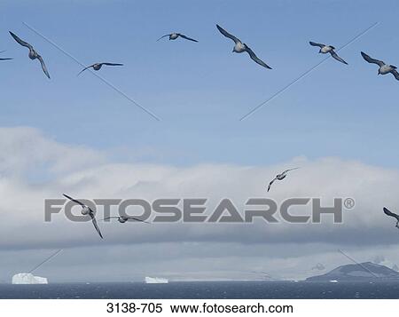 Birds flying over icebergs, Bransfield Strait, Antarctica View Large Photo Image Stock Photography - Birds flying over icebergs, Bransfield Strait, Antarctica. Fotosearch