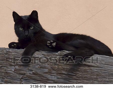Black cat sitting on a log View Large Photo Image Stock Photo - Black cat sitting on a log. Fotosearch